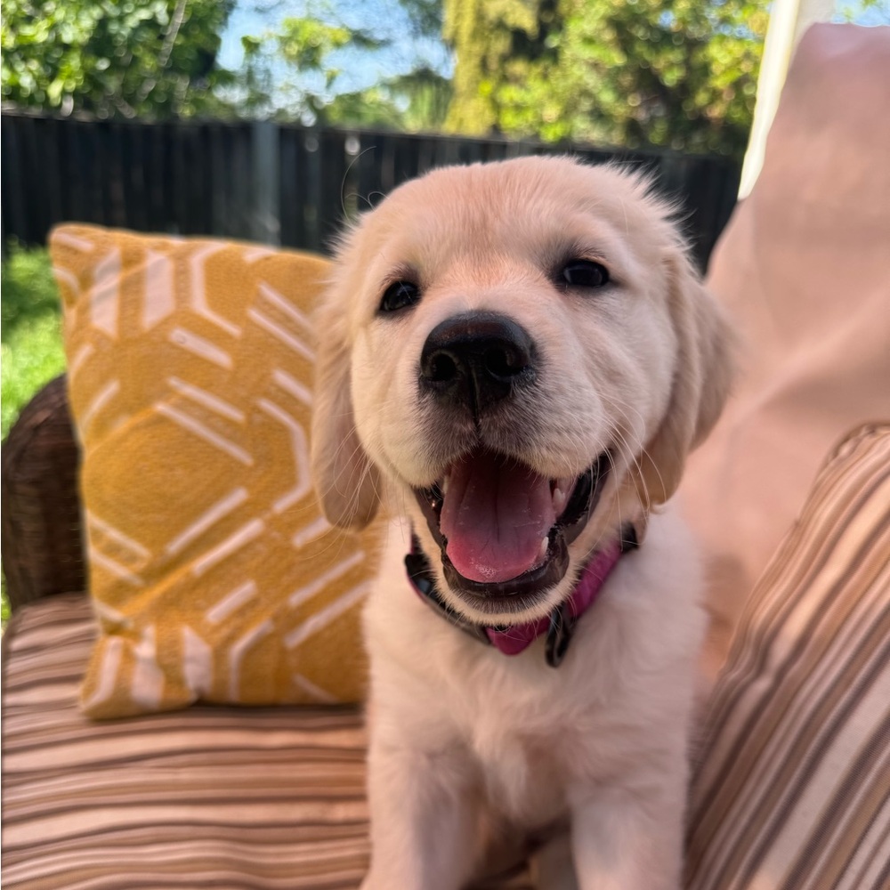 Suggested User & Fast Shipper ! - Picture 13 of 14